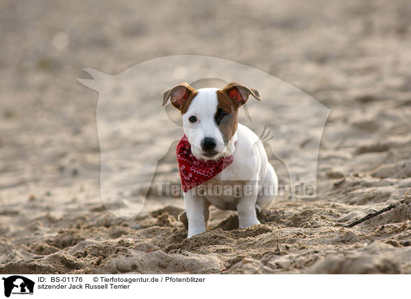 sitzender Jack Russell Terrier / sitting jack russell terrier / BS-01176