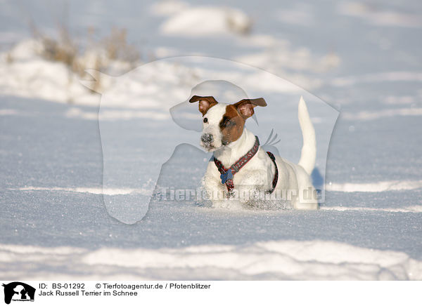 Jack Russell Terrier im Schnee / Jack Russell Terrier in snow / BS-01292