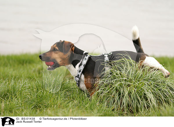 Jack Russell Terrier / Jack Russell Terrier / BS-01438