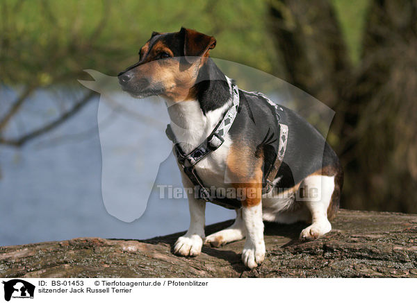 sitzender Jack Russell Terrier / sitting Jack Russell Terrier / BS-01453