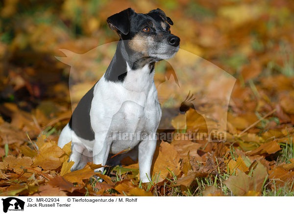 Jack Russell Terrier / Jack Russell Terrier / MR-02934