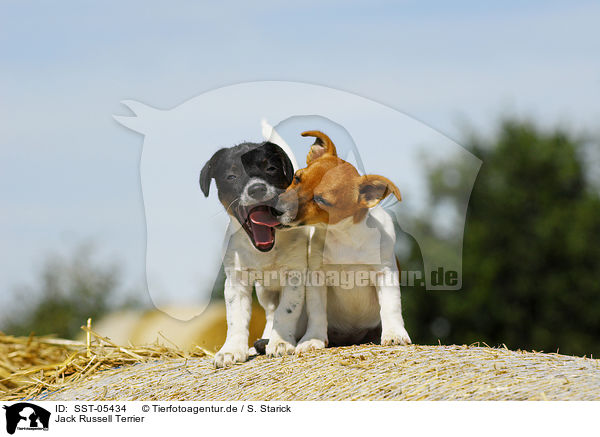 Jack Russell Terrier / Jack Russell Terrier / SST-05434