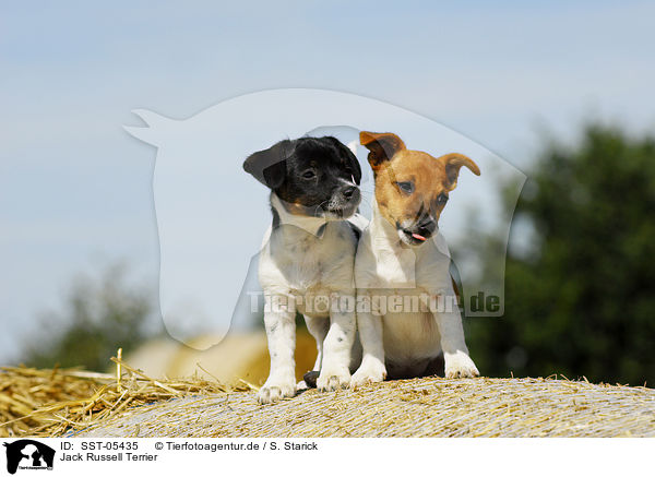 Jack Russell Terrier / Jack Russell Terrier / SST-05435