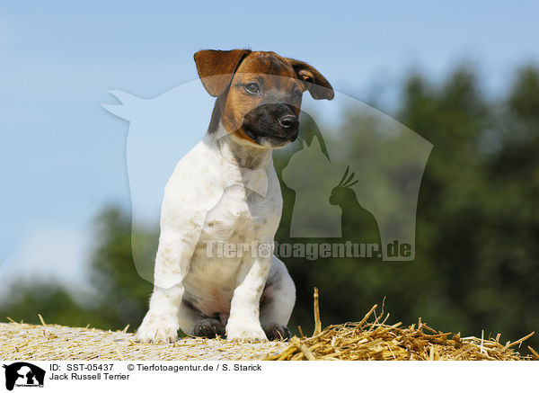 Jack Russell Terrier / Jack Russell Terrier / SST-05437