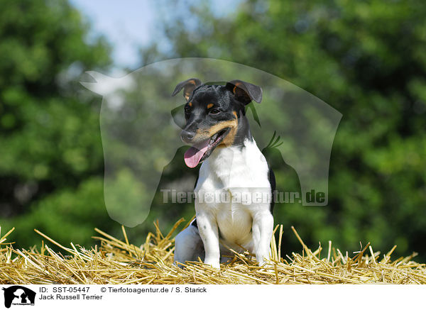 Jack Russell Terrier / Jack Russell Terrier / SST-05447