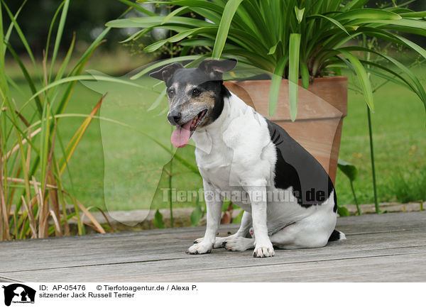 sitzender Jack Russell Terrier / sitting Jack Russell Terrier / AP-05476