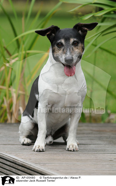 sitzender Jack Russell Terrier / sitting Jack Russell Terrier / AP-05480