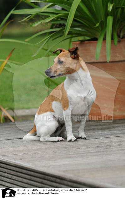 sitzender Jack Russell Terrier / sitting Jack Russell Terrier / AP-05485