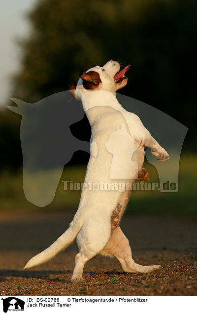 Jack Russell Terrier / Jack Russell Terrier / BS-02768