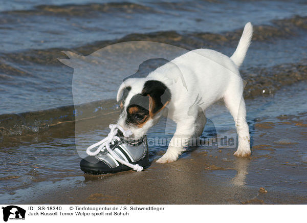 Parson Russell Terrier Welpe spielt mit Schuh / Parson Russell Terrier puppy plays with shoe / SS-18340