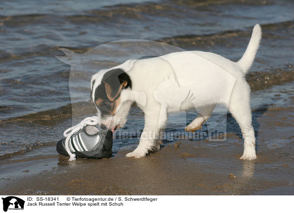 Parson Russell Terrier Welpe spielt mit Schuh / Parson Russell Terrier puppy plays with shoe / SS-18341