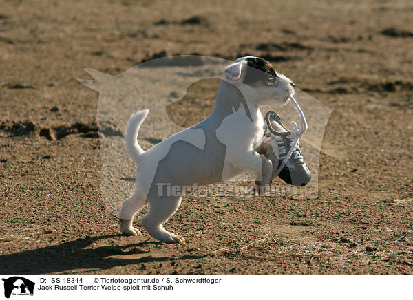 Parson Russell Terrier Welpe spielt mit Schuh / Parson Russell Terrier puppy plays with shoe / SS-18344