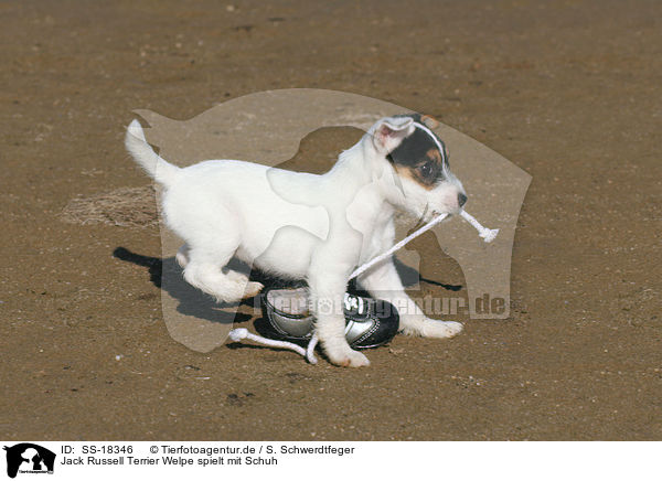 Parson Russell Terrier Welpe spielt mit Schuh / Parson Russell Terrier puppy plays with shoe / SS-18346