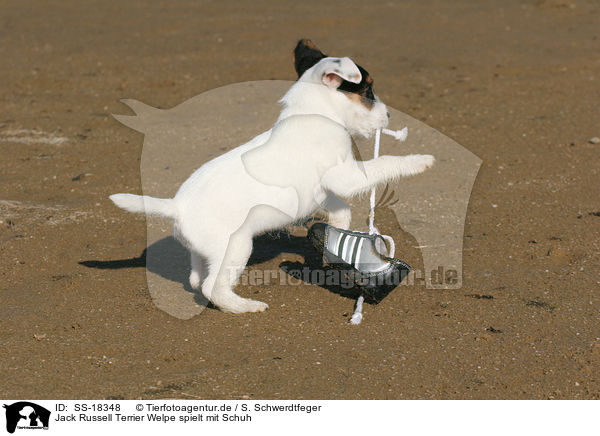 Parson Russell Terrier Welpe spielt mit Schuh / Parson Russell Terrier puppy plays with shoe / SS-18348