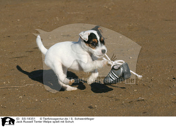 Parson Russell Terrier Welpe spielt mit Schuh / Parson Russell Terrier puppy plays with shoe / SS-18351