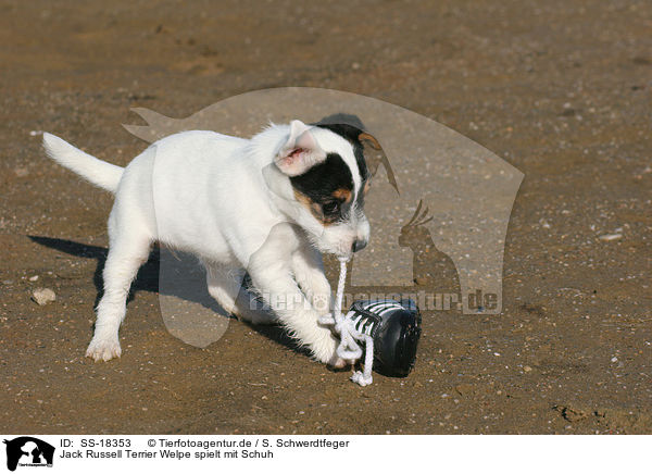 Parson Russell Terrier Welpe spielt mit Schuh / Parson Russell Terrier puppy plays with shoe / SS-18353
