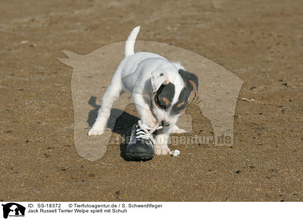 Parson Russell Terrier Welpe spielt mit Schuh / Parson Russell Terrier puppy plays with shoe / SS-18372