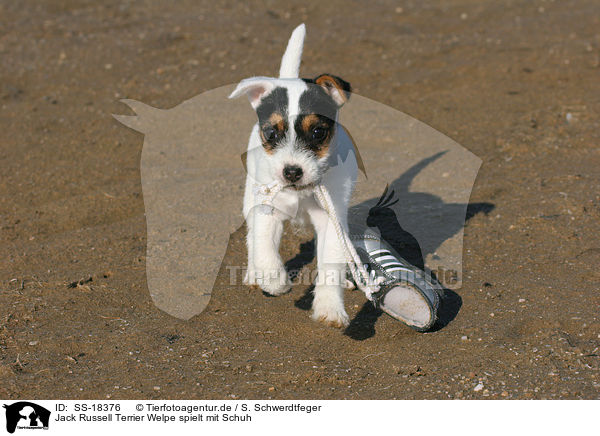 Parson Russell Terrier Welpe spielt mit Schuh / Parson Russell Terrier puppy plays with shoe / SS-18376