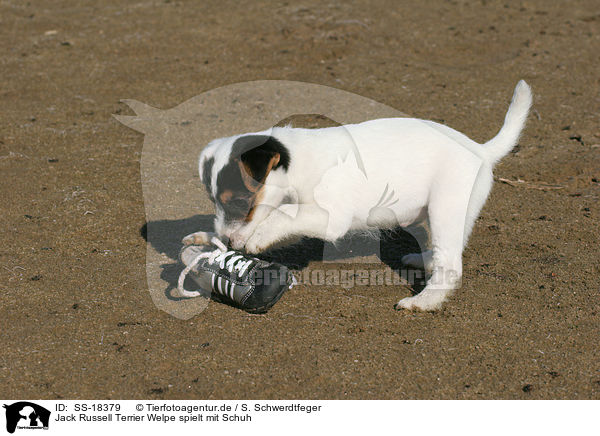 Parson Russell Terrier Welpe spielt mit Schuh / Parson Russell Terrier puppy plays with shoe / SS-18379