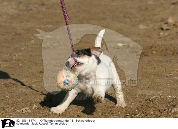 spielender Parson Russell Terrier Welpe / playing Parson Russell Terrier Puppy / SS-18474