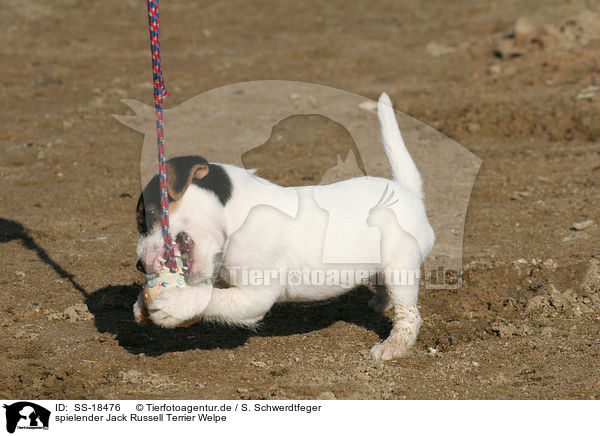 spielender Parson Russell Terrier Welpe / playing Parson Russell Terrier Puppy / SS-18476