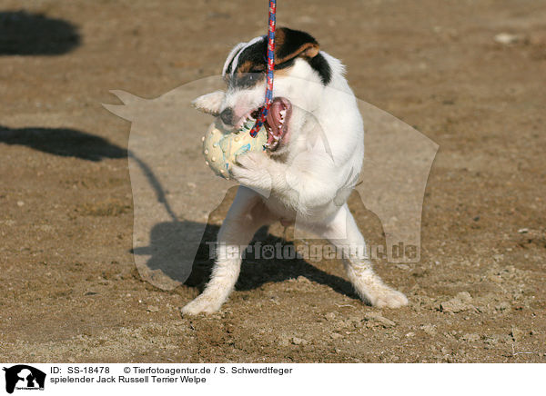 spielender Parson Russell Terrier Welpe / playing Parson Russell Terrier Puppy / SS-18478