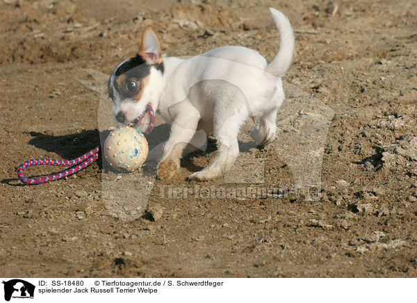 spielender Parson Russell Terrier Welpe / playing Parson Russell Terrier Puppy / SS-18480