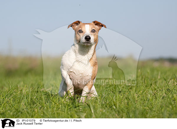 Jack Russell Terrier / Jack Russell Terrier / IPI-01079