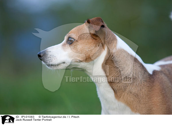 Jack Russell Terrier Portrait / Jack Russell Terrier Portrait / IPI-01083