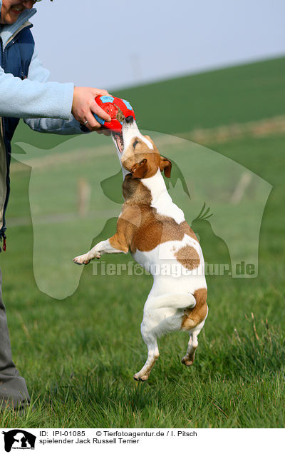 spielender Jack Russell Terrier / playing Jack Russell Terrier / IPI-01085