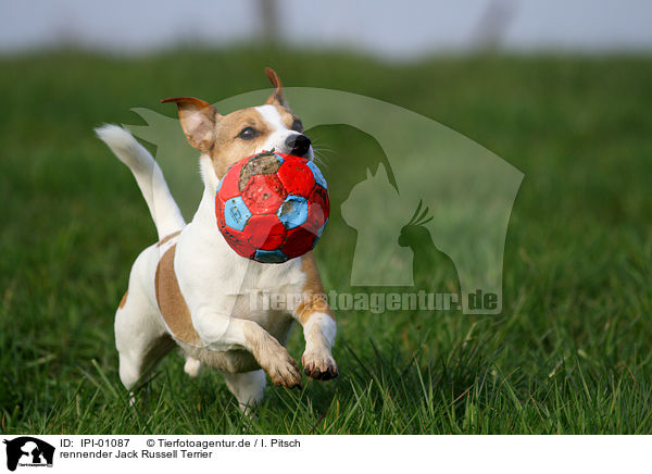 rennender Jack Russell Terrier / running Jack Russell Terrier / IPI-01087