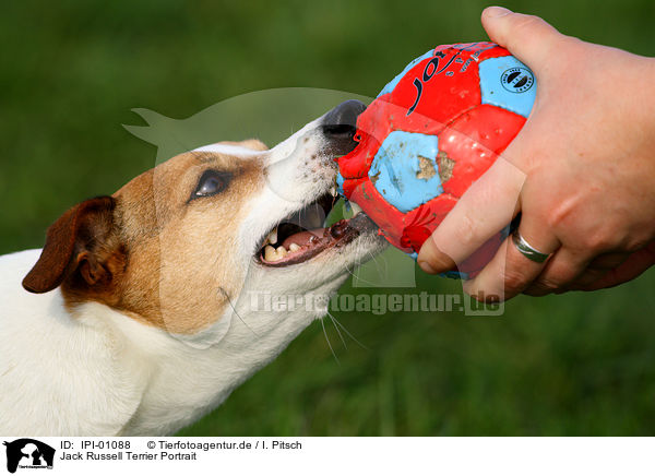 Jack Russell Terrier Portrait / Jack Russell Terrier Portrait / IPI-01088