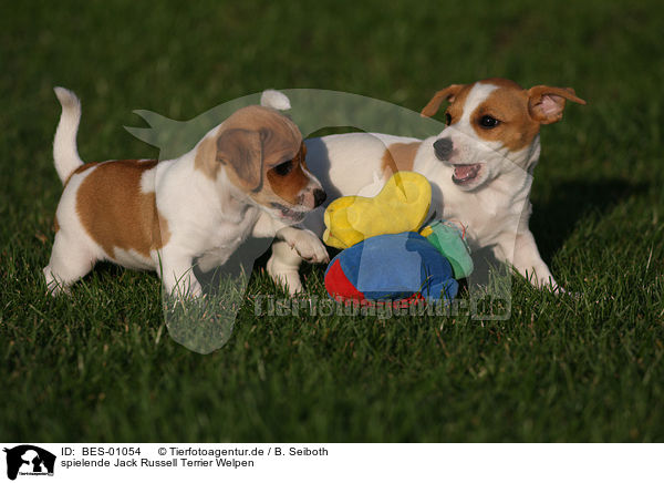 spielende Jack Russell Terrier Welpen / playing Jack Russell Terrier Puppies / BES-01054