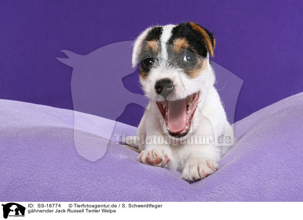 ghnender Parson Russell Terrier Welpe / yawning Parson Russell Terrier Puppy / SS-18774