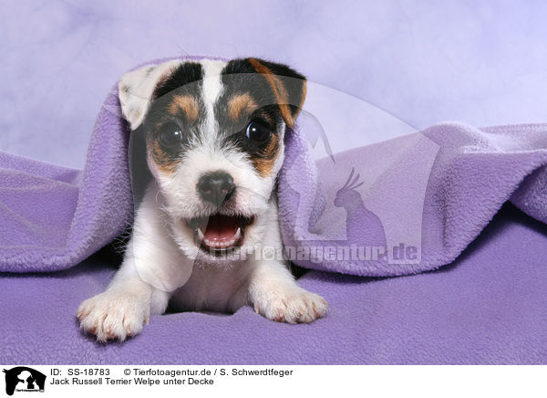 Parson Russell Terrier Welpe unter Decke / Parson Russell Terrier Puppy under blanket / SS-18783