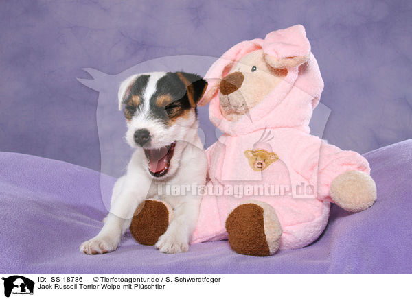 Parson Russell Terrier Welpe / Parson Russell Terrier Puppy / SS-18786