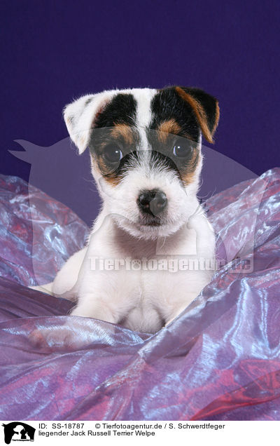 Parson Russell Terrier Welpe / Parson Russell Terrier Puppy / SS-18787