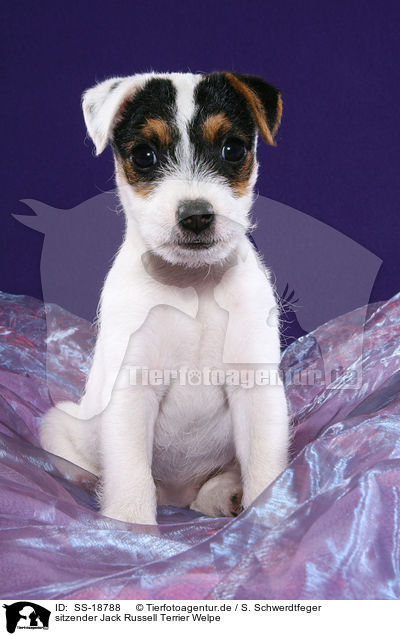 Parson Russell Terrier Welpe / Parson Russell Terrier Puppy / SS-18788