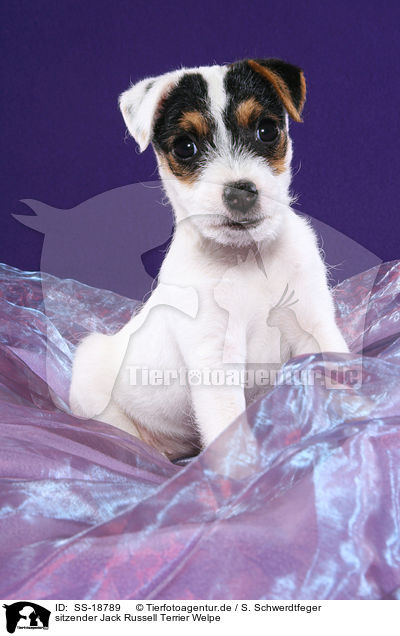 Parson Russell Terrier Welpe / Parson Russell Terrier Puppy / SS-18789