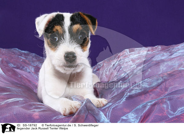 Parson Russell Terrier Welpe / Parson Russell Terrier Puppy / SS-18792