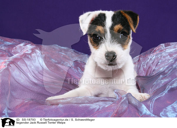 Parson Russell Terrier Welpe / Parson Russell Terrier Puppy / SS-18793