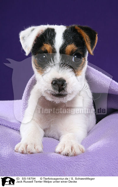 Parson Russell Terrier Welpe / Parson Russell Terrier Puppy / SS-18794