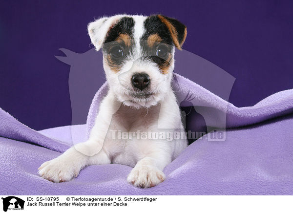Parson Russell Terrier Welpe / Parson Russell Terrier Puppy / SS-18795
