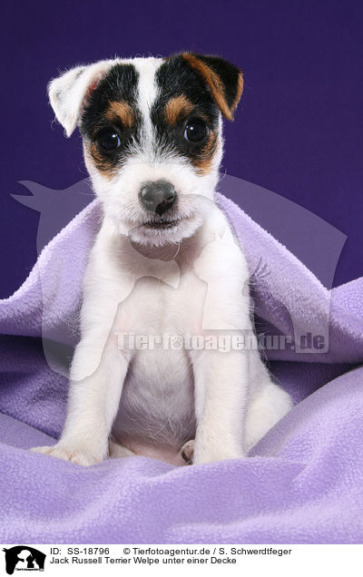 Parson Russell Terrier Welpe / Parson Russell Terrier Puppy / SS-18796