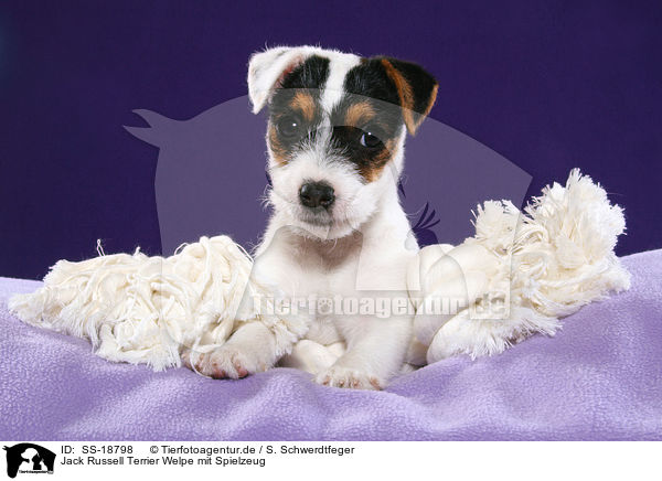 Parson Russell Terrier Welpe / Parson Russell Terrier Puppy / SS-18798