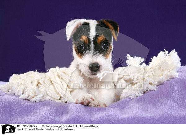 Parson Russell Terrier Welpe / Parson Russell Terrier Puppy / SS-18799