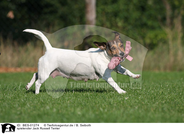 spielender Jack Russell Terrier / playing Jack Russell Terrier / BES-01274