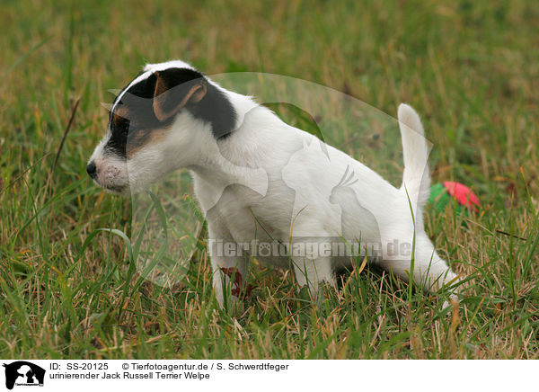 Parson Russell Terrier Welpe / Parson Russell Terrier puppy / SS-20125
