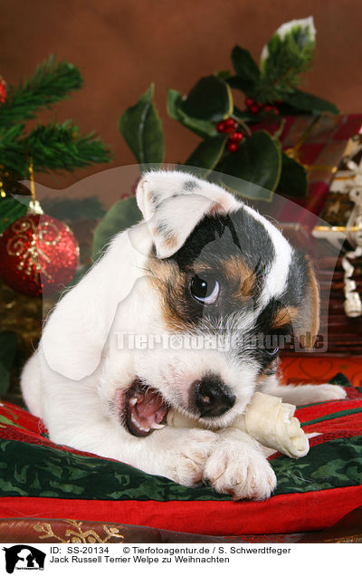 Parson Russell Terrier weihnachtlich / Parson Russell Terrier at christmas / SS-20134