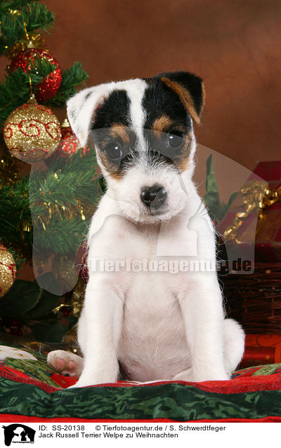 Jack Russell Terrier Welpe zu Weihnachten / SS-20138